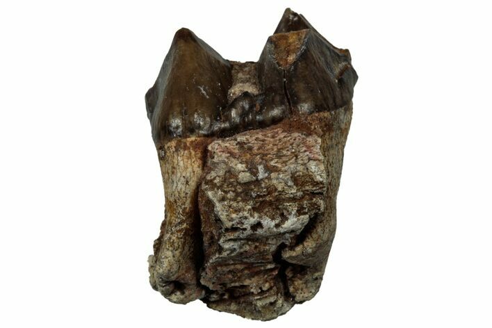 Fossil Oreodont (Merycoidodon) Molar - South Dakota #300268